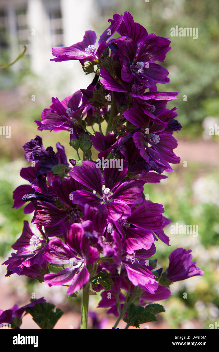 Viola hollyhock fiori, la Biblioteca di Huntington, collezione d'arte e Giardini Botanici di San Marino, California, Stati Uniti d'America Foto Stock