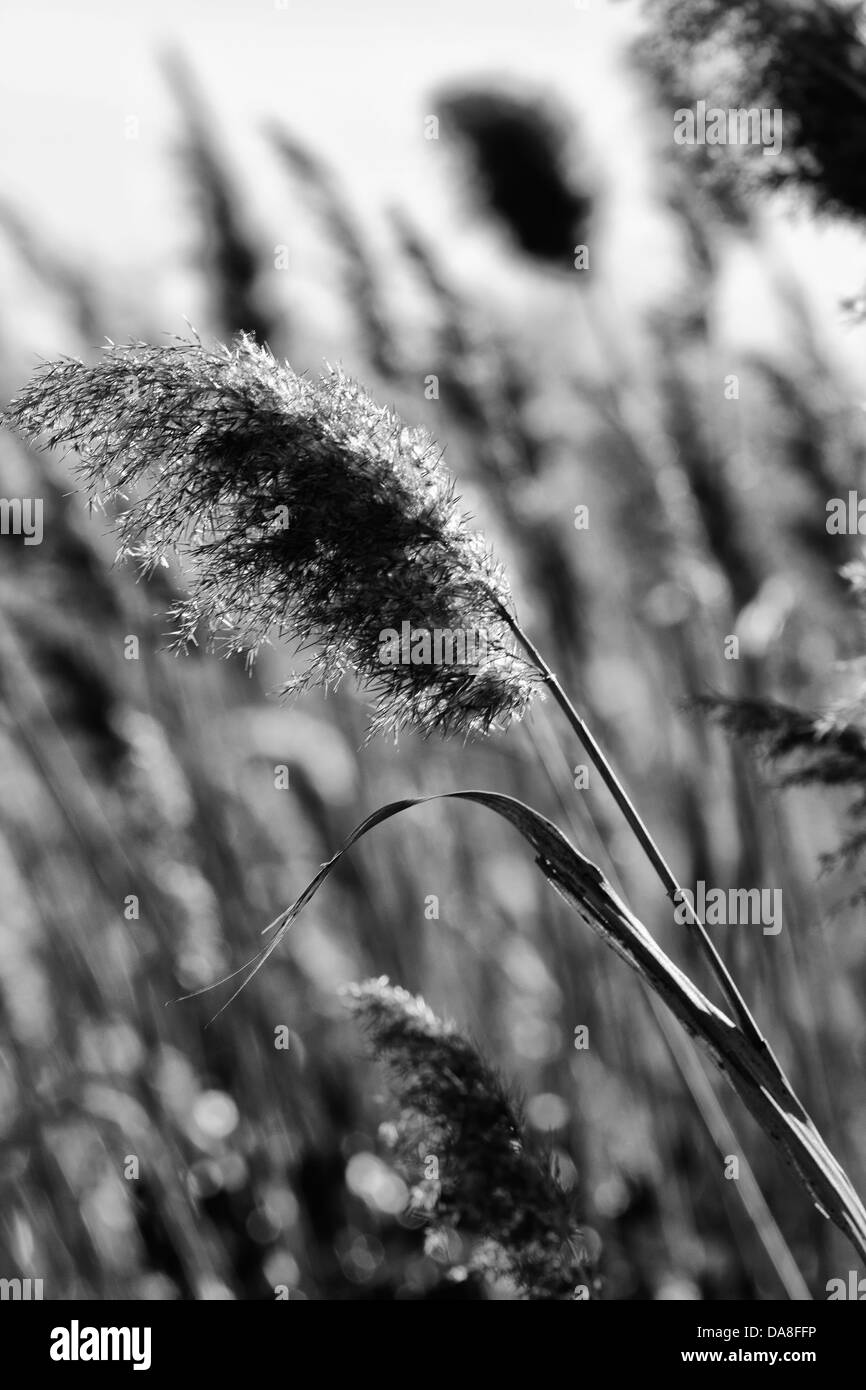 Marsh, Les Saintes Maries de la Mer, Francia Foto Stock
