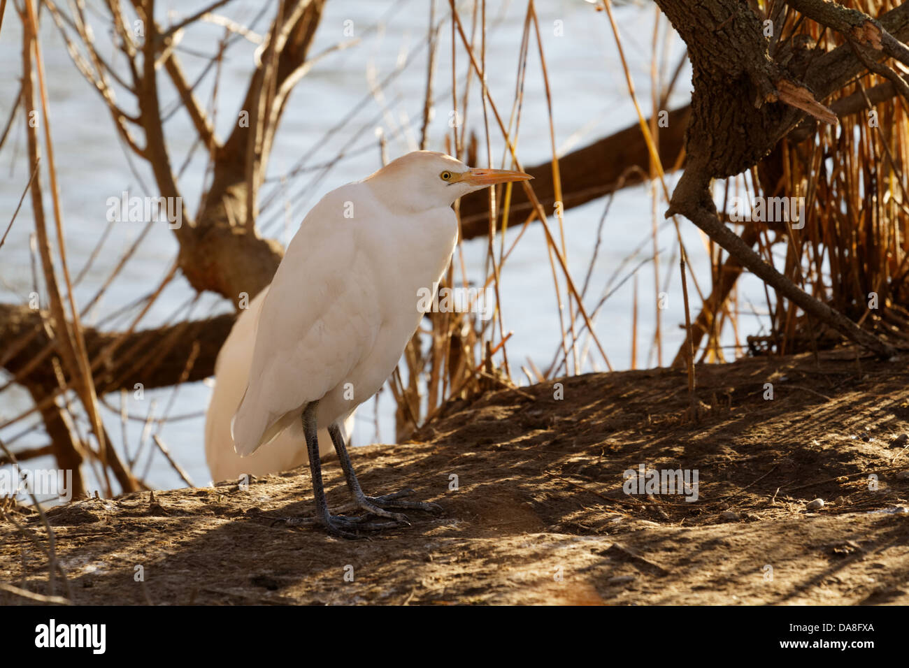 Airone guardabuoi, Bubulcus ibis, Saintes Marie de la mer, Gard, Francia. Foto Stock