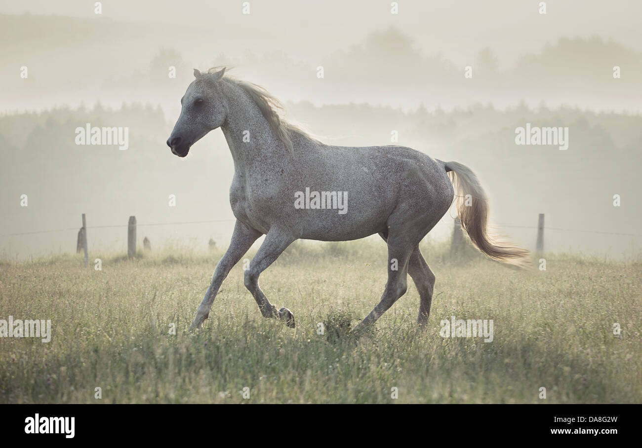 Patinato bianco cavallo che corre attraverso il verde prato Foto Stock