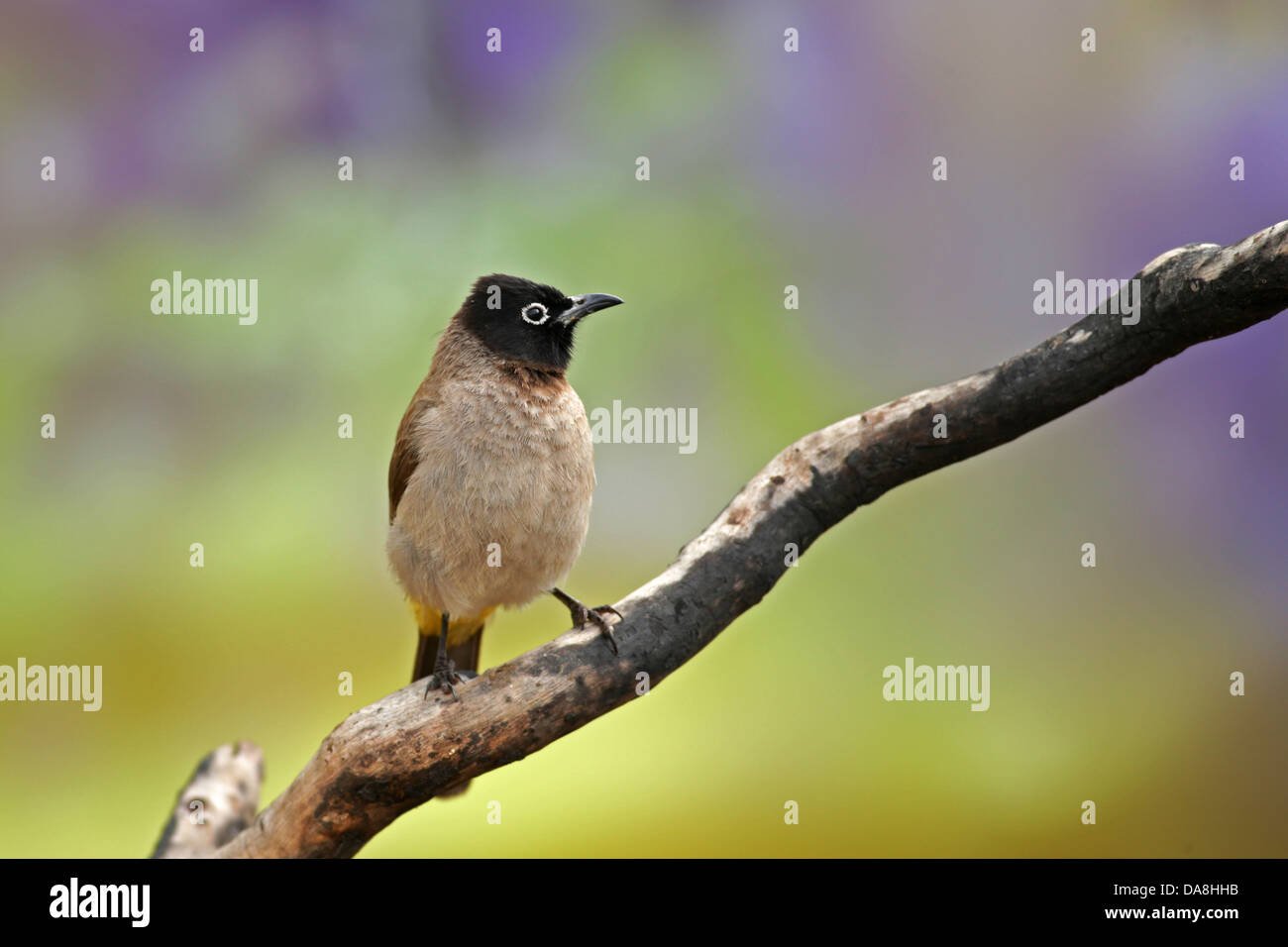 Pycnonotus xanthopygos, giallo-sfiatato Bulbul AKA Bulbul White-Spectacled, appollaiato su un ramo fotografato in Israele nel mese di aprile Foto Stock