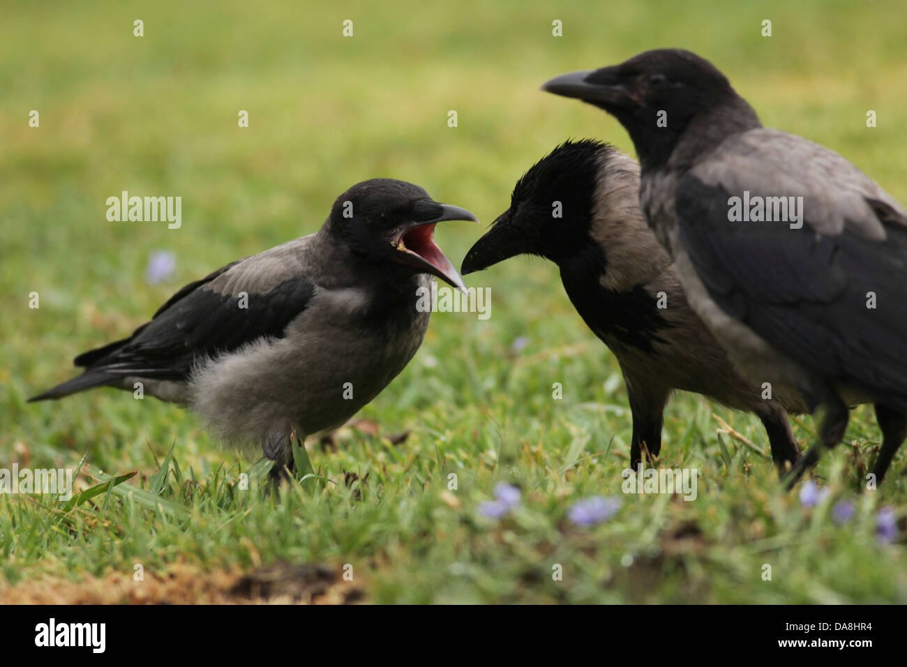 Tre corvi incappucciati (Corvus corone cornix) sul prato fotografato in Israele nel Maggio Foto Stock