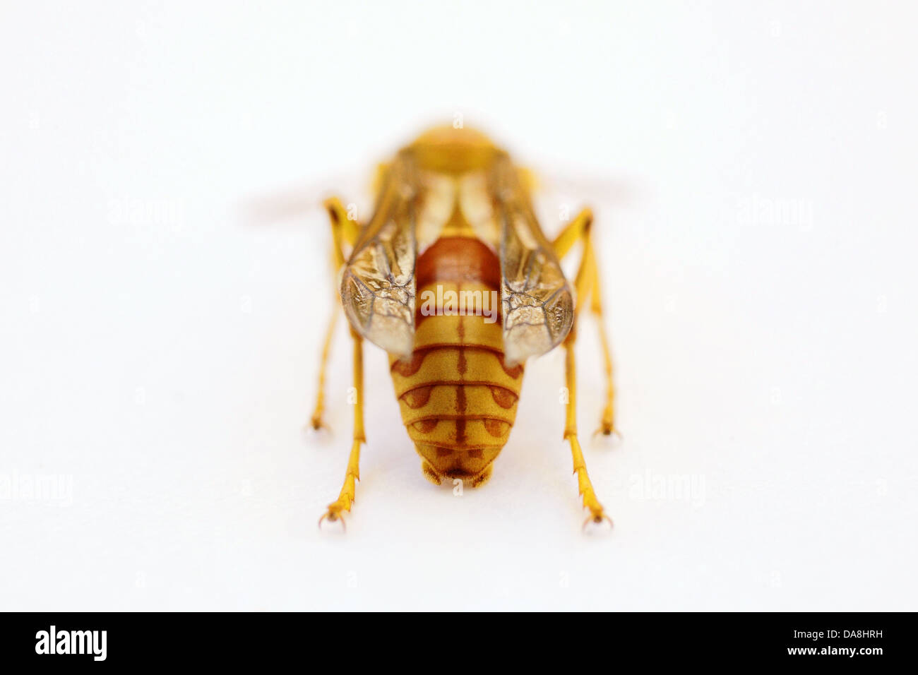 Giallo wasp - hebraeus Polistes Foto Stock