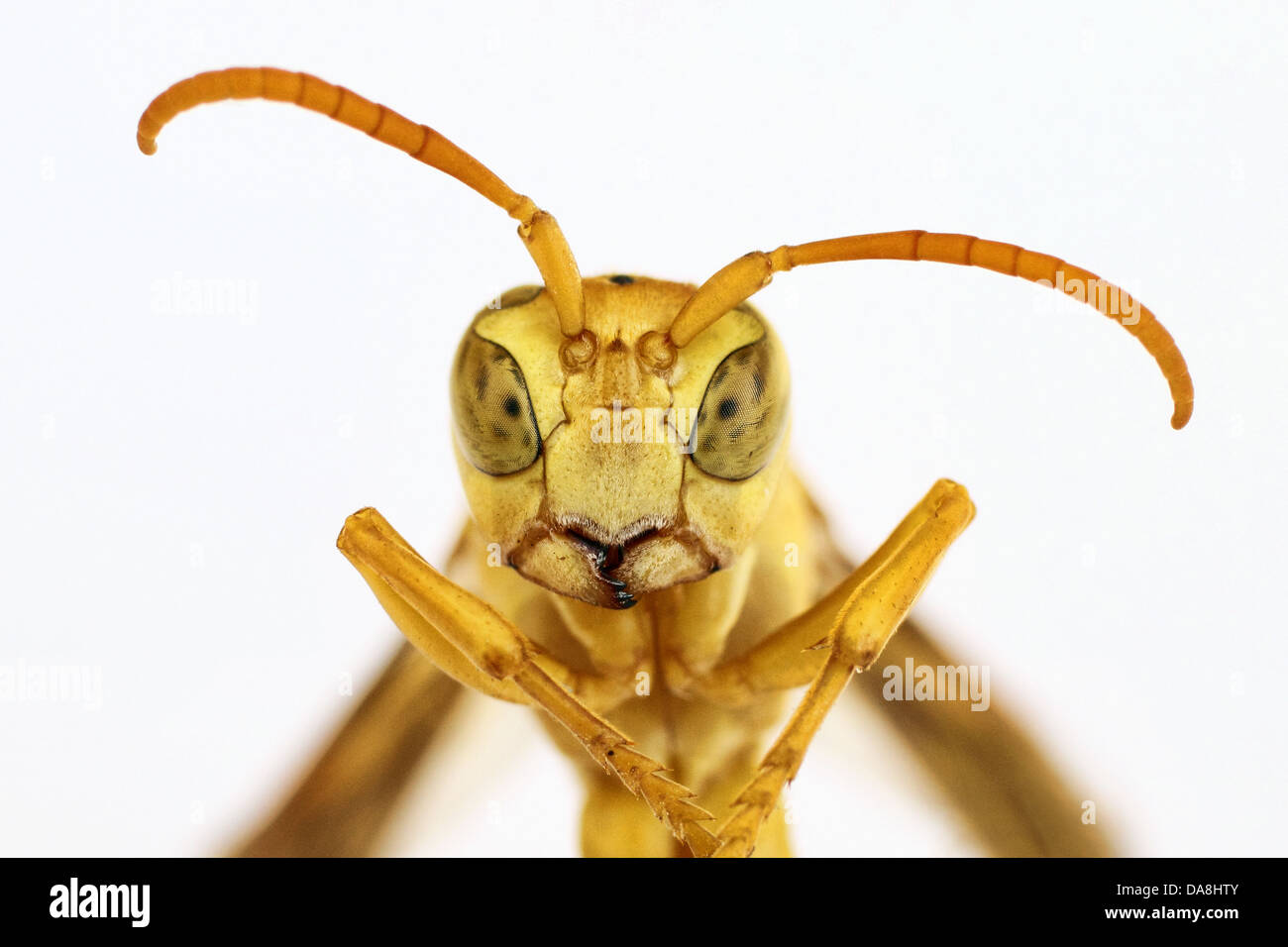 Giallo wasp - hebraeus Polistes Foto Stock