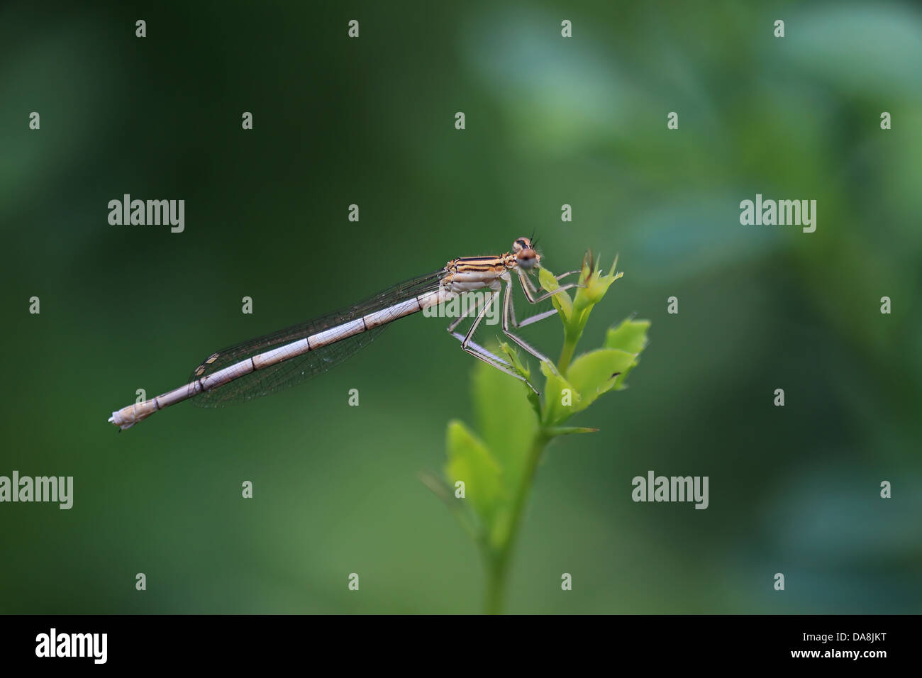 Blue Featherleg (Platycnemis pennipes) Foto Stock