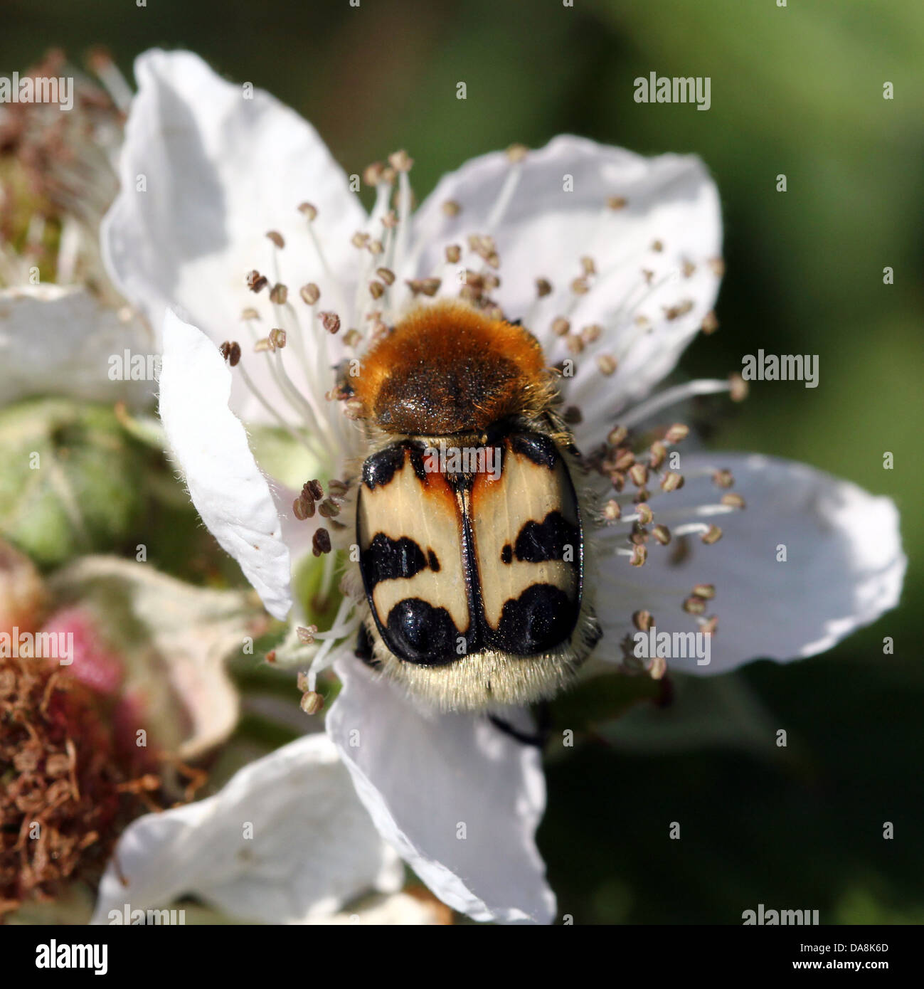 Close-up di un ape Beetle (Trichius zonatus o T. fasciatus) alimentazione su blackberry fiori - oltre 30 immagini in serie Foto Stock
