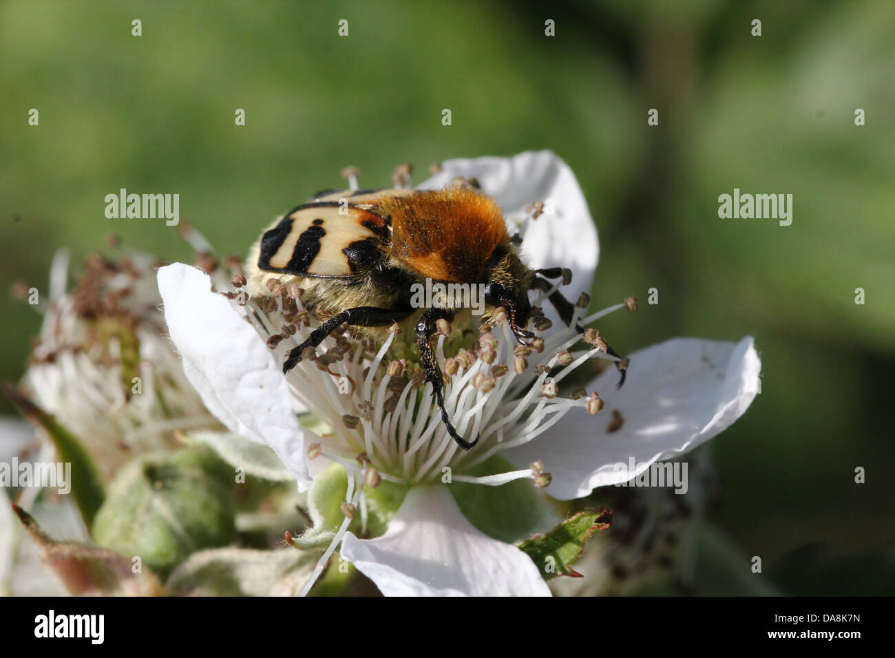 Close-up di un ape Beetle (Trichius zonatus o T. fasciatus) alimentazione su blackberry fiori - oltre 30 immagini in serie Foto Stock