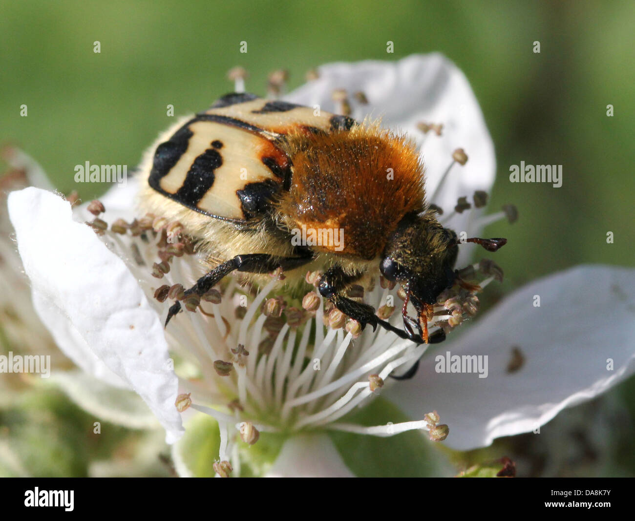 Close-up di un ape eurasiatica Beetle (Trichius zonatus o T. fasciatus) alimentazione su fiori di blackberry Foto Stock