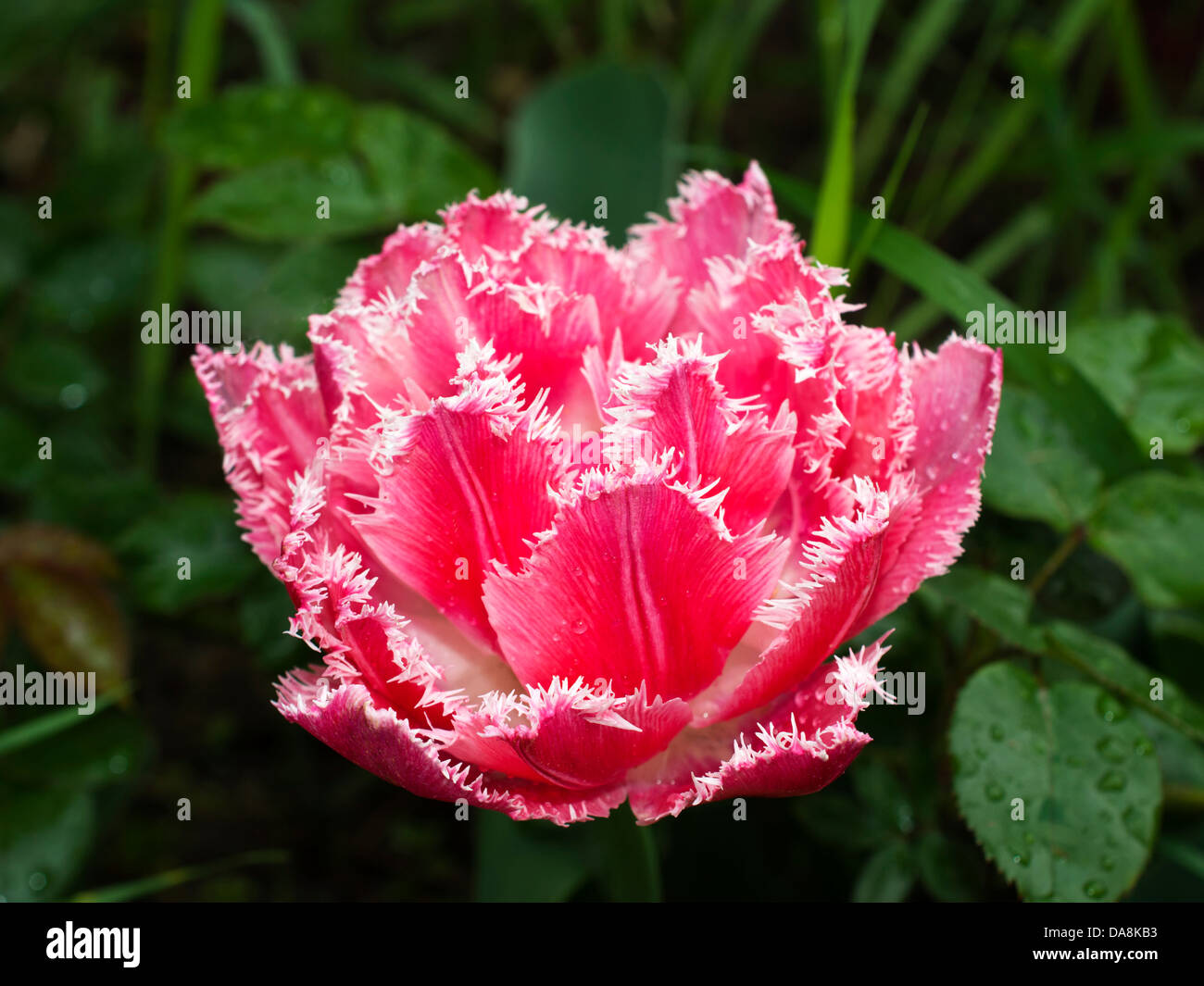 Terry orlata tulip Foto Stock