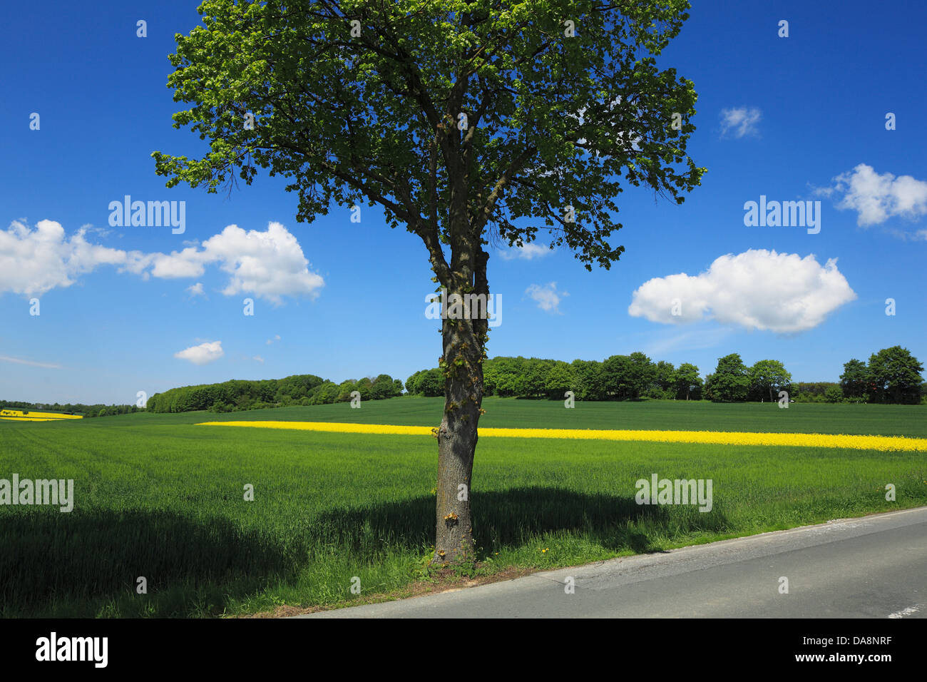 Fruehlingslandschaft Buerener im Land auf der Paderborner Hochflaeche bei Bad Wuennenberg-Haaren, Ostwestfalen-Lippe, Renania settentrionale-Vestfalia Foto Stock