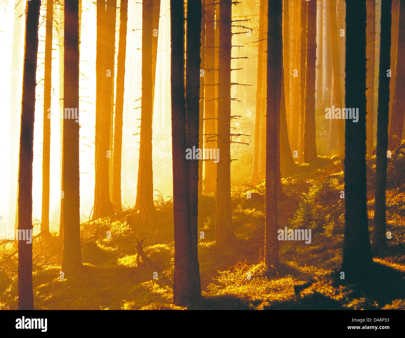 Austria, Europa Tyrol, Sistrans, Patscherkofel, legno, foresta, la mattina, Atmosfera mattutina, la luce del mattino, foresta di legname di abete, fores Foto Stock