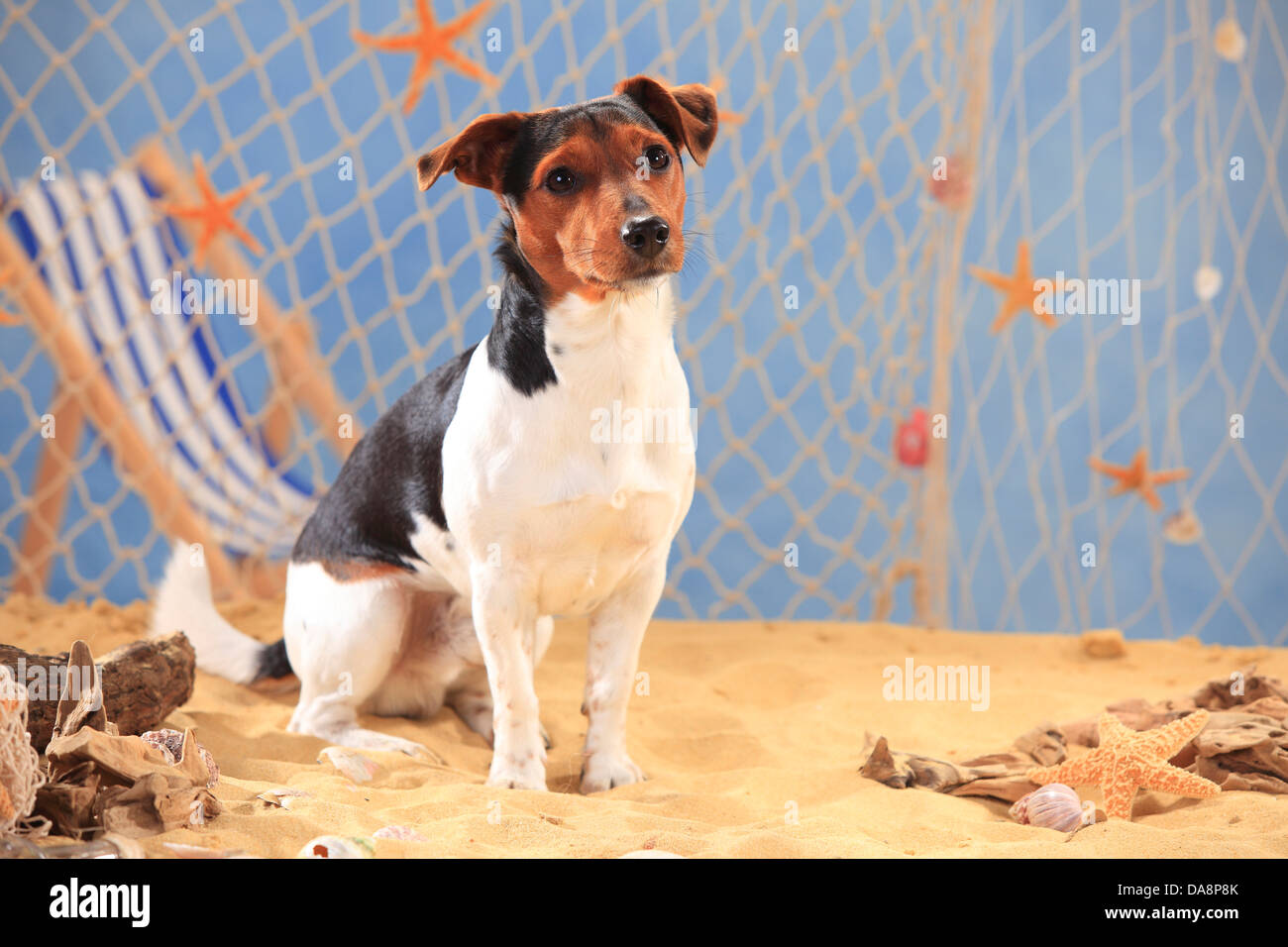 Jack Russell Terrier |Jack-Russell-Terrier, Ruede Foto Stock