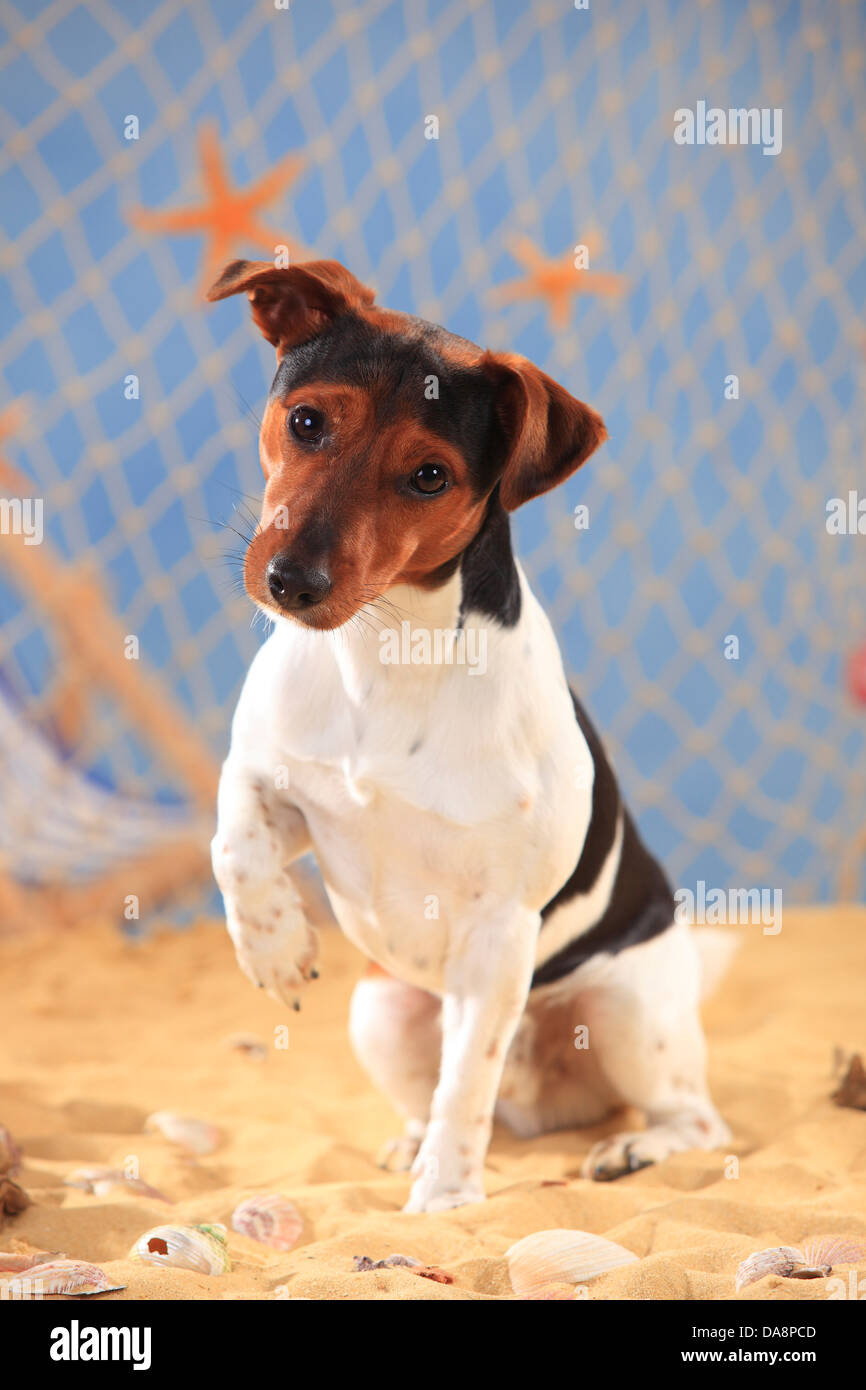 Jack Russell Terrier, sollevamento paw |Jack-Russell-Terrier, Ruede, Pfote erhoben Foto Stock