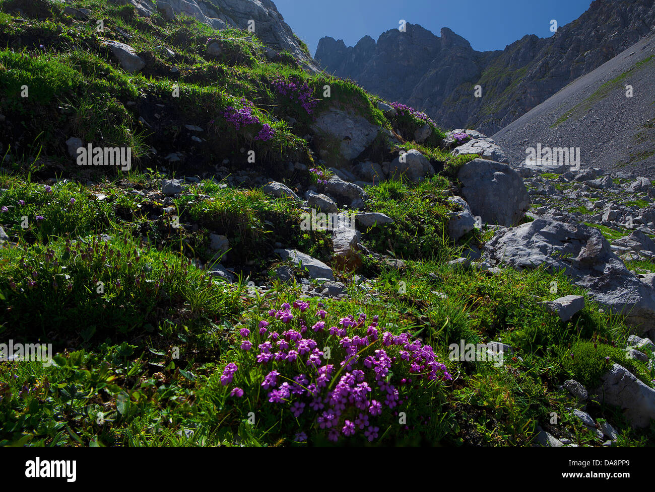 Austria, Europa Tyrol, Ehrwald, Coburger capanna, Drachenkar, Mieminger catena, pietra verde, fiori, lumen di montagna, Alpi Alpine, Foto Stock