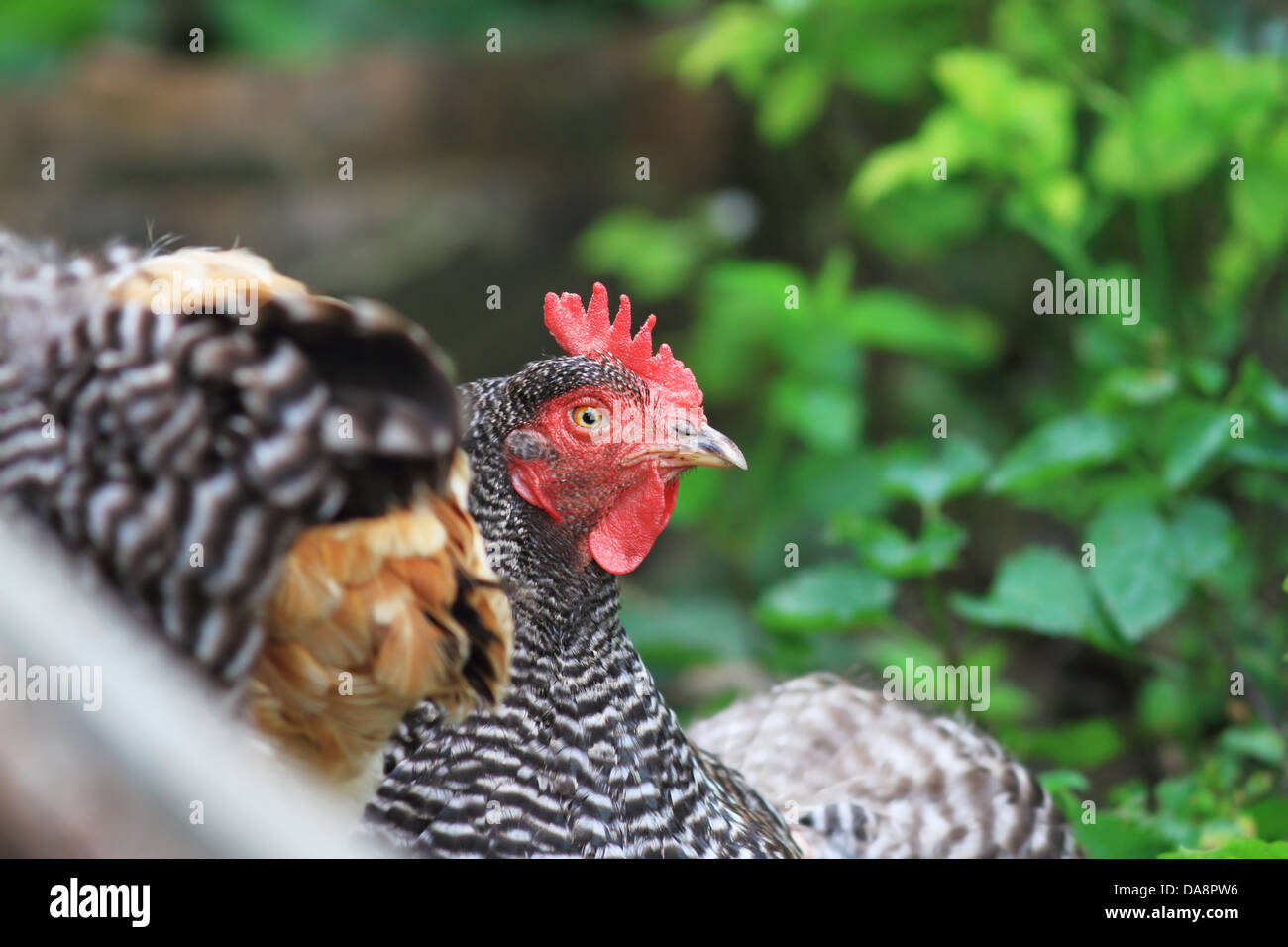 Ritratto di grigio a strisce hen in piedi con il suo gregge Foto Stock