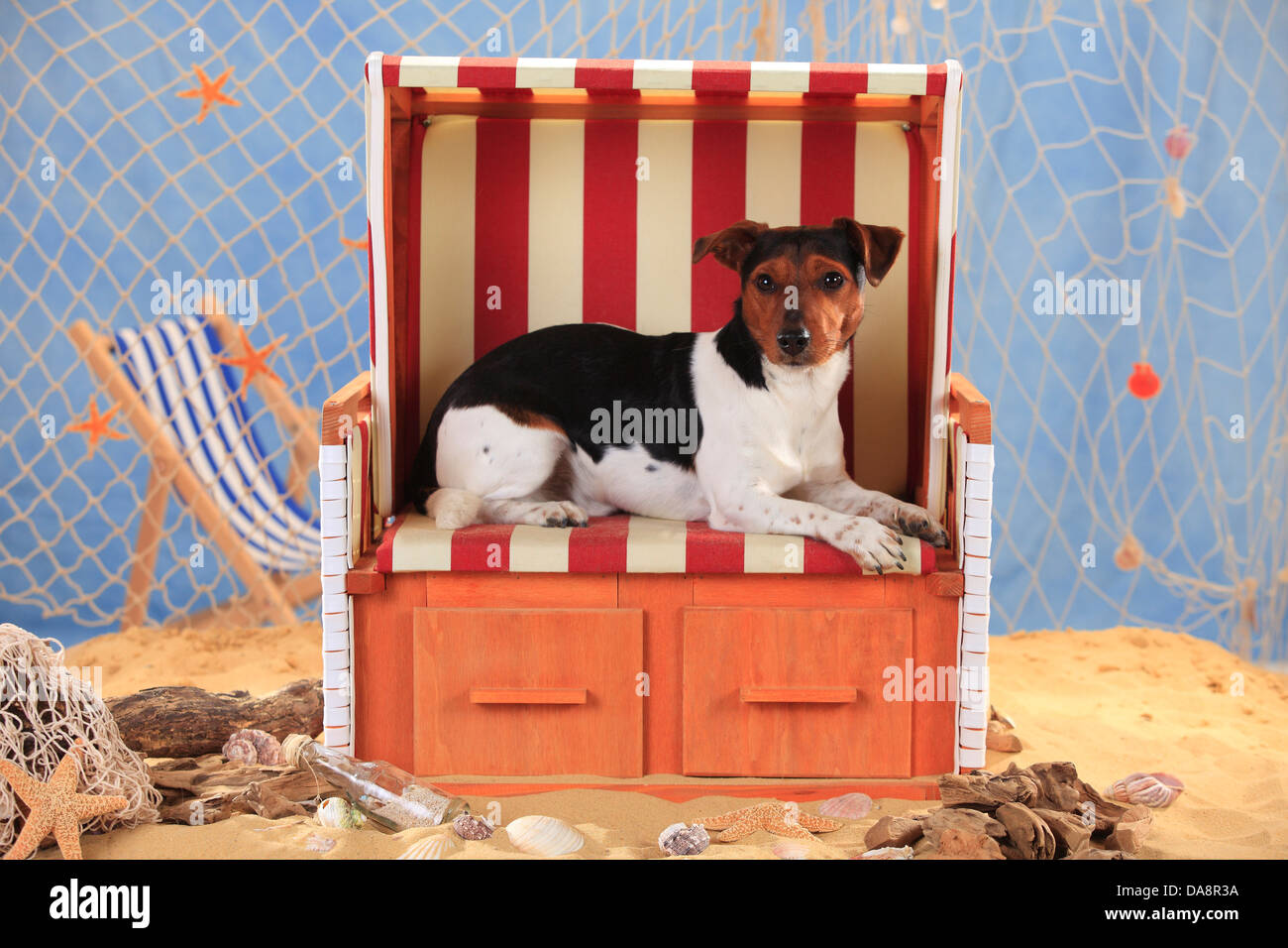 Jack Russell Terrier |Jack-Russell-Terrier, Ruede Foto Stock