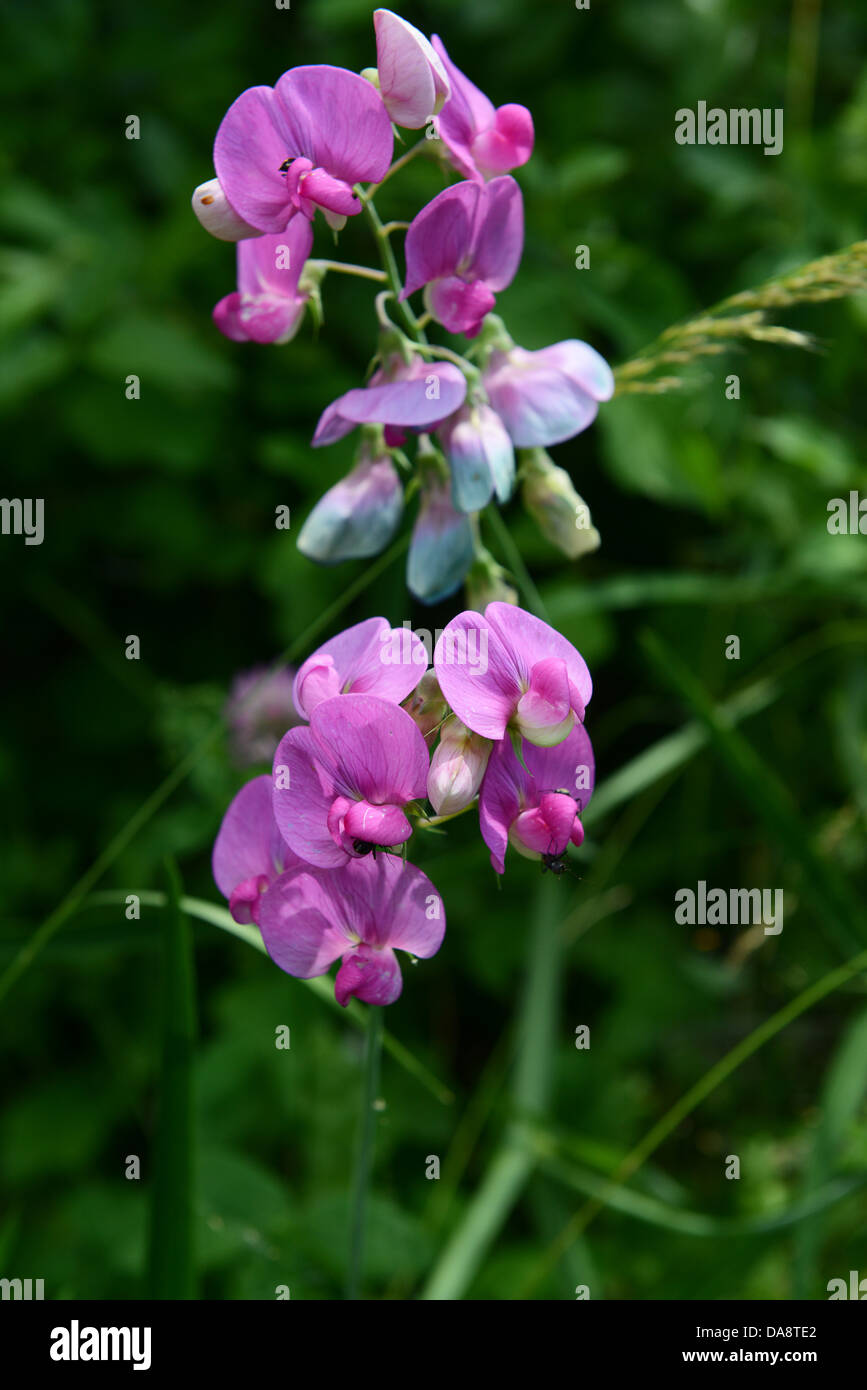 Wild Sweet Pea Lathyrus odoratus piselli Foto Stock