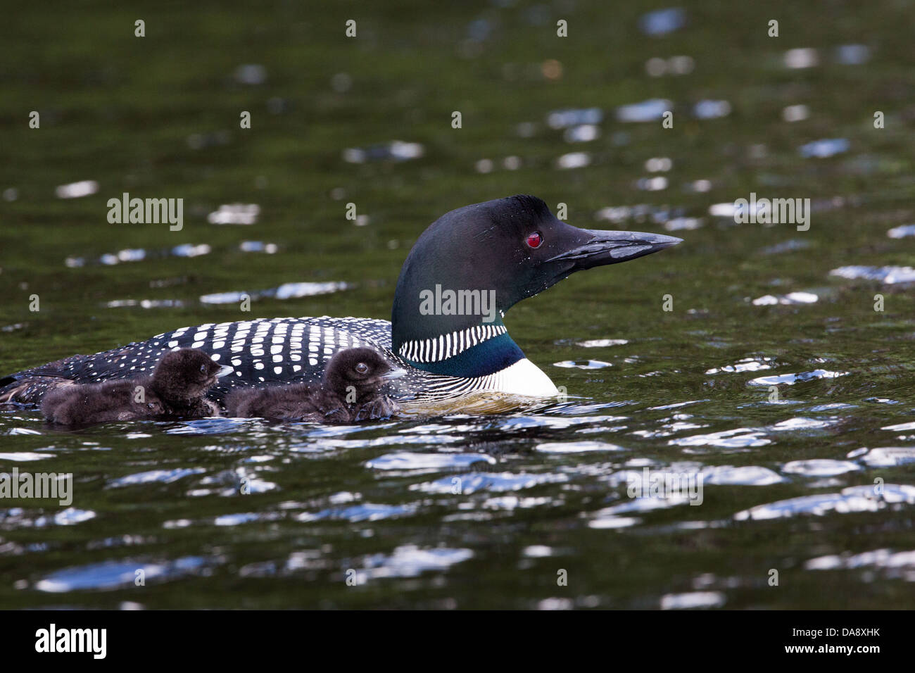 Loon comune con pulcini Foto Stock