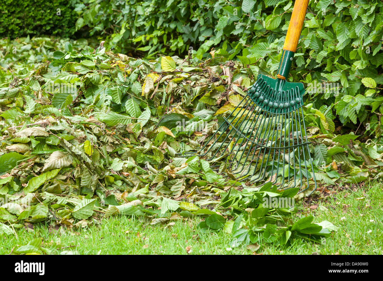 Beech hedge residui legnosi rastrellata insieme. Foto Stock