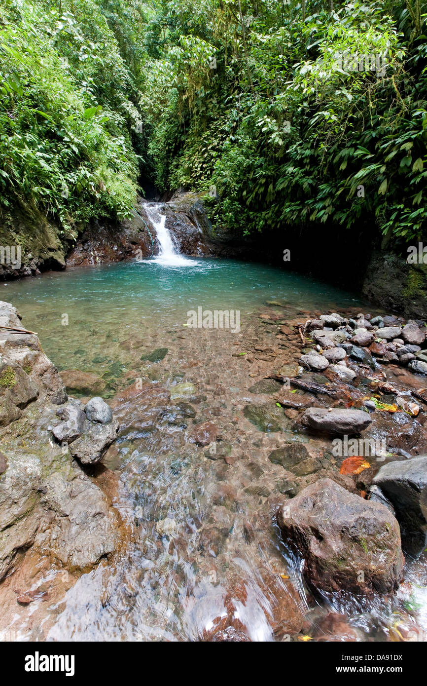 Foro di nuoto, Rainmaker progetto di conservazione, Costa Rica Foto Stock