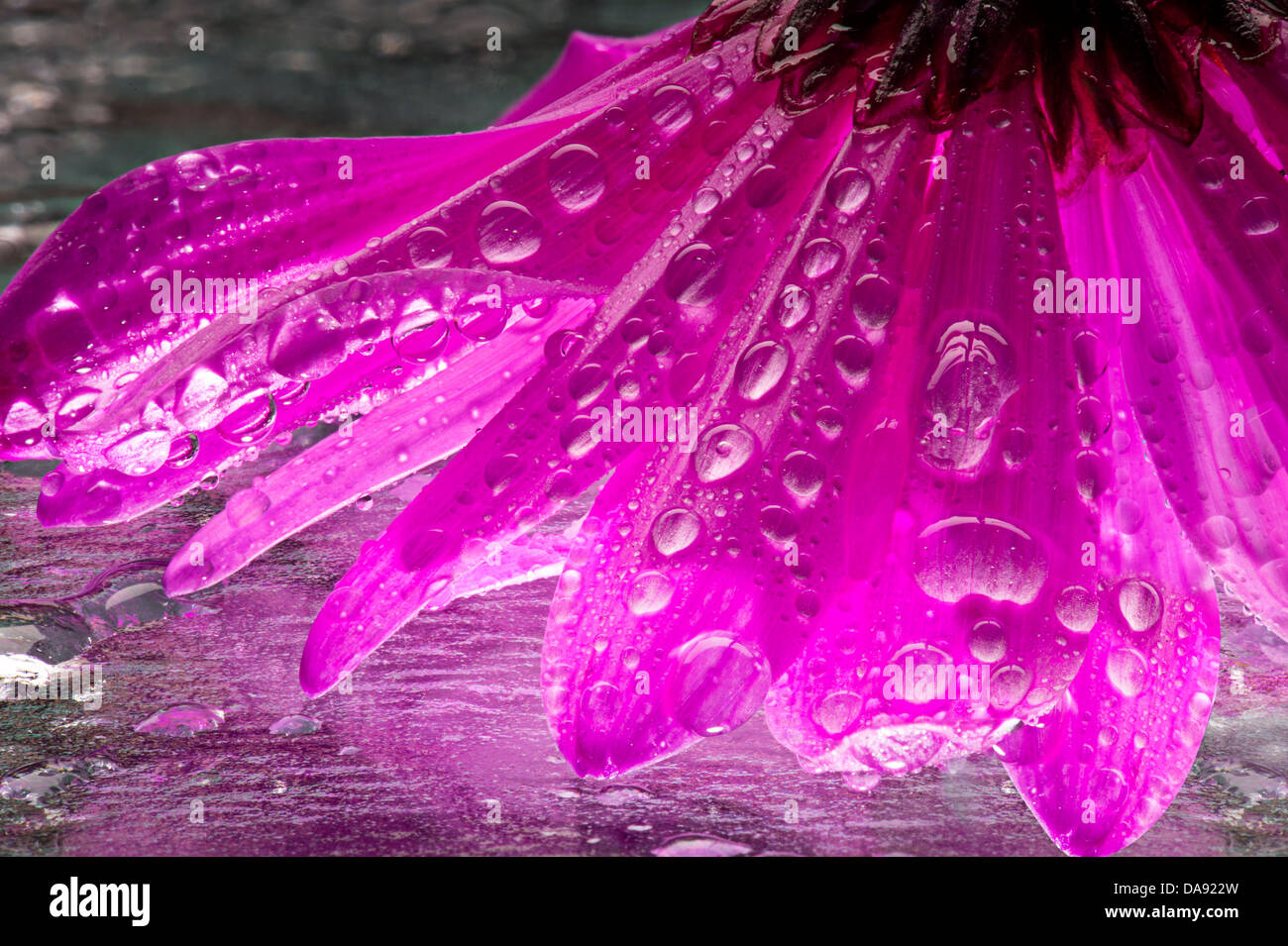 Magenta fiore a margherita con gocce di acqua dettaglio Foto Stock