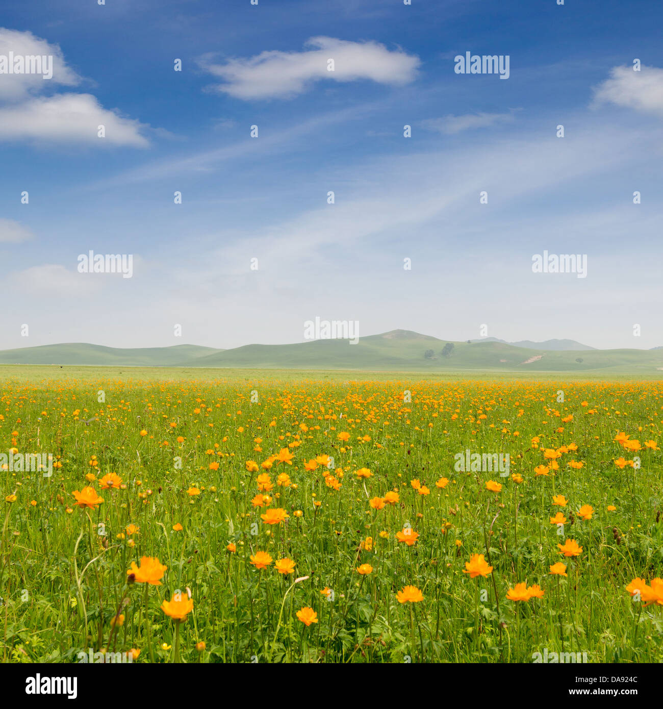 Luminose erba e cielo blu. Composizione a molla Foto Stock