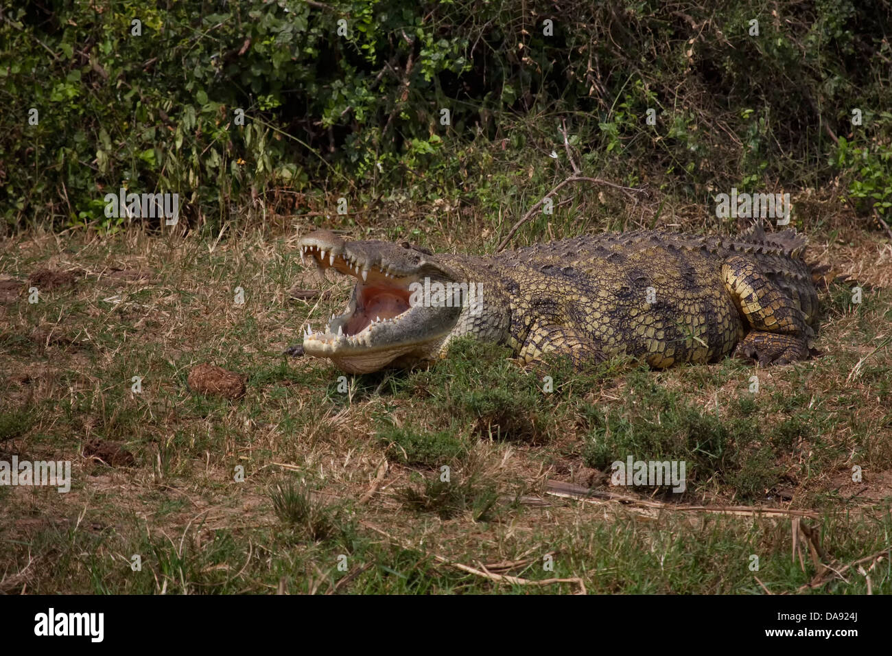 Continente Nero, perla dell Africa, Great Rift, Queen Elisabeth, parco nazionale, natura, coccodrillo, Nilecrocodil, rettili, Africa Foto Stock