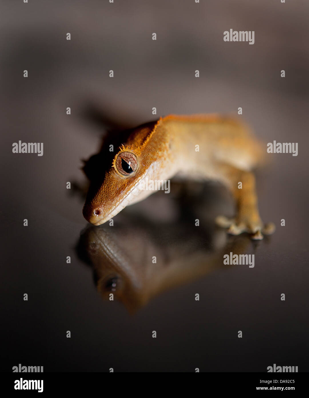 Crested gecko guardando nel pavimento con mirroring Foto Stock