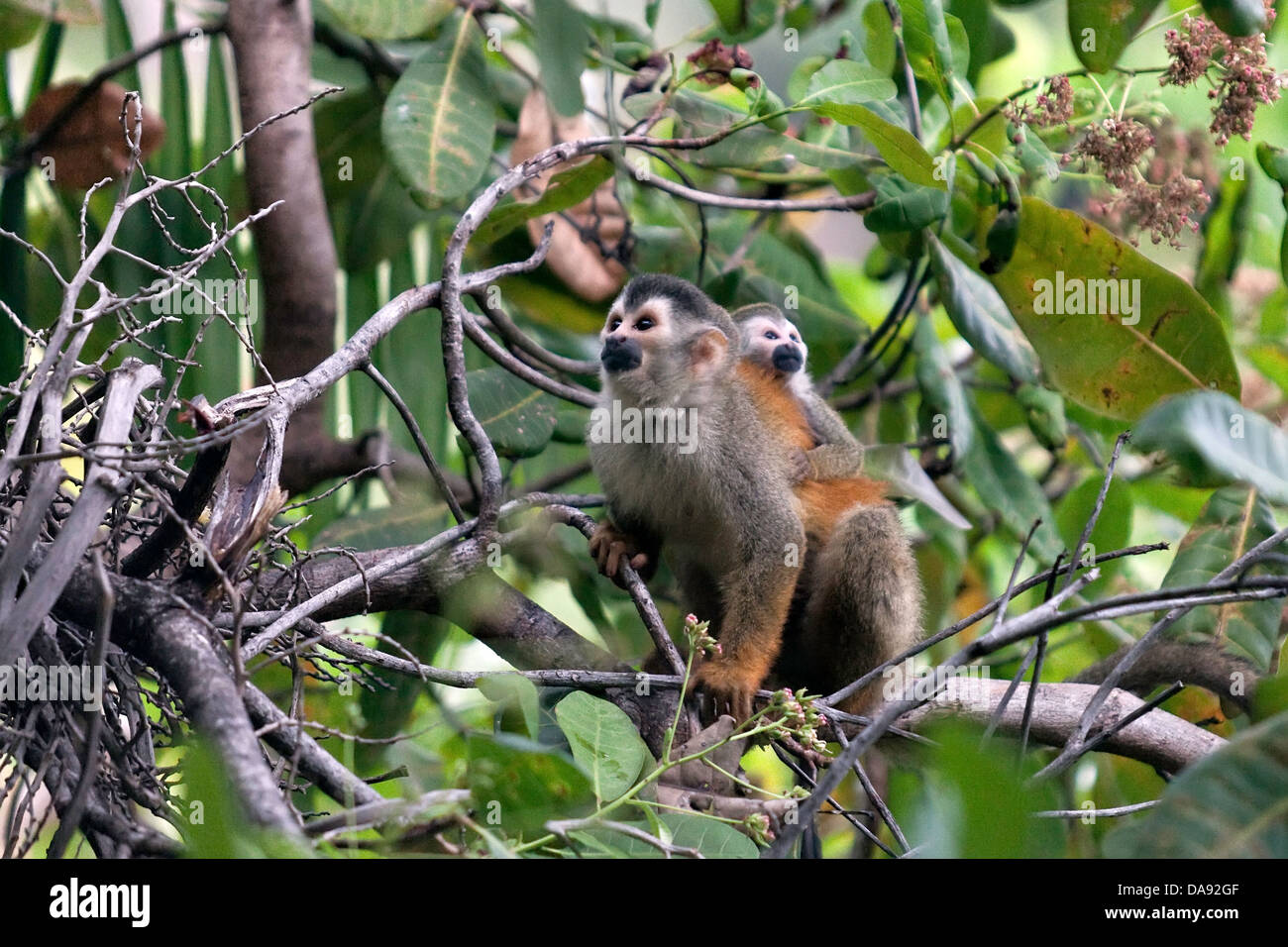 Wild Grey Crowned red-backed scimmie scoiattolo (Saimiri oerstedii citrinellus), genitore e della prole, Costa Rica AKA: Mono Titi Foto Stock