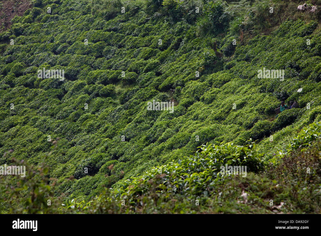Tè nero, le piantagioni di tè, piante, aggiungendo, paesi di tè, reap Africa, Uganda, East Africa, continente nero, perla dell Africa, G Foto Stock