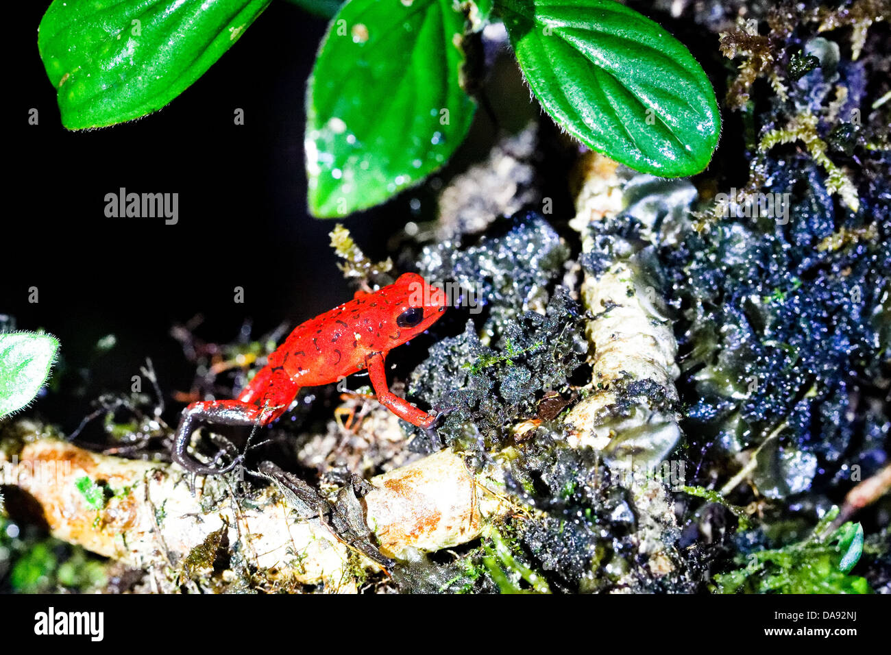 Strawberry Poison Dart Frog aka: Rana Blue-Jeans (Oophaga pumilio o Dendrobates pumilio), Costa Rica Foto Stock