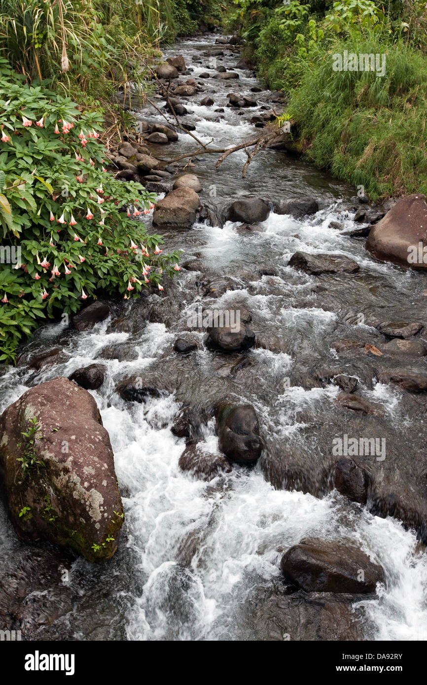 Flusso di foresta, zona Arenal, Costa Rica Foto Stock