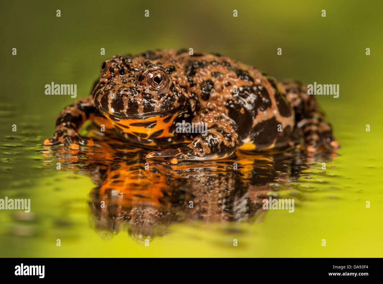 Oriental Fire panciuto, Toad bombina orientalis Foto Stock