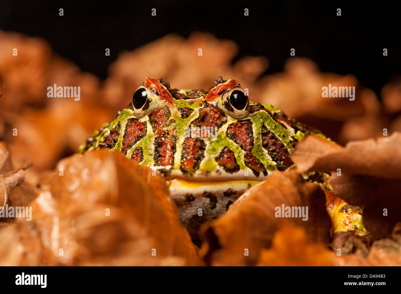 Ornati argentino rana cornuta Foto Stock