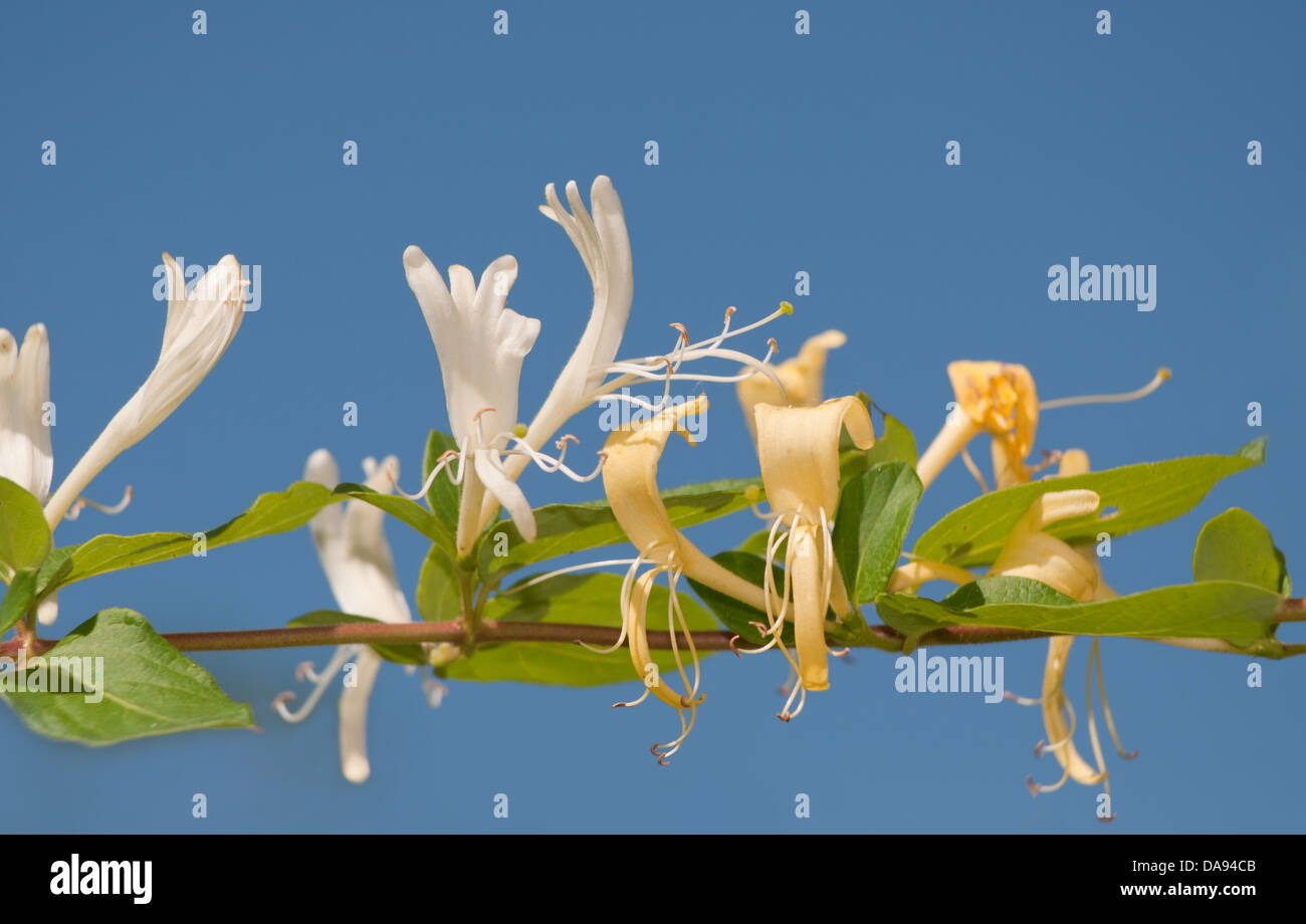 Caprifoglio giapponese, Lonicera japonica, fiori delicati sulla vite contro il cielo blu Foto Stock