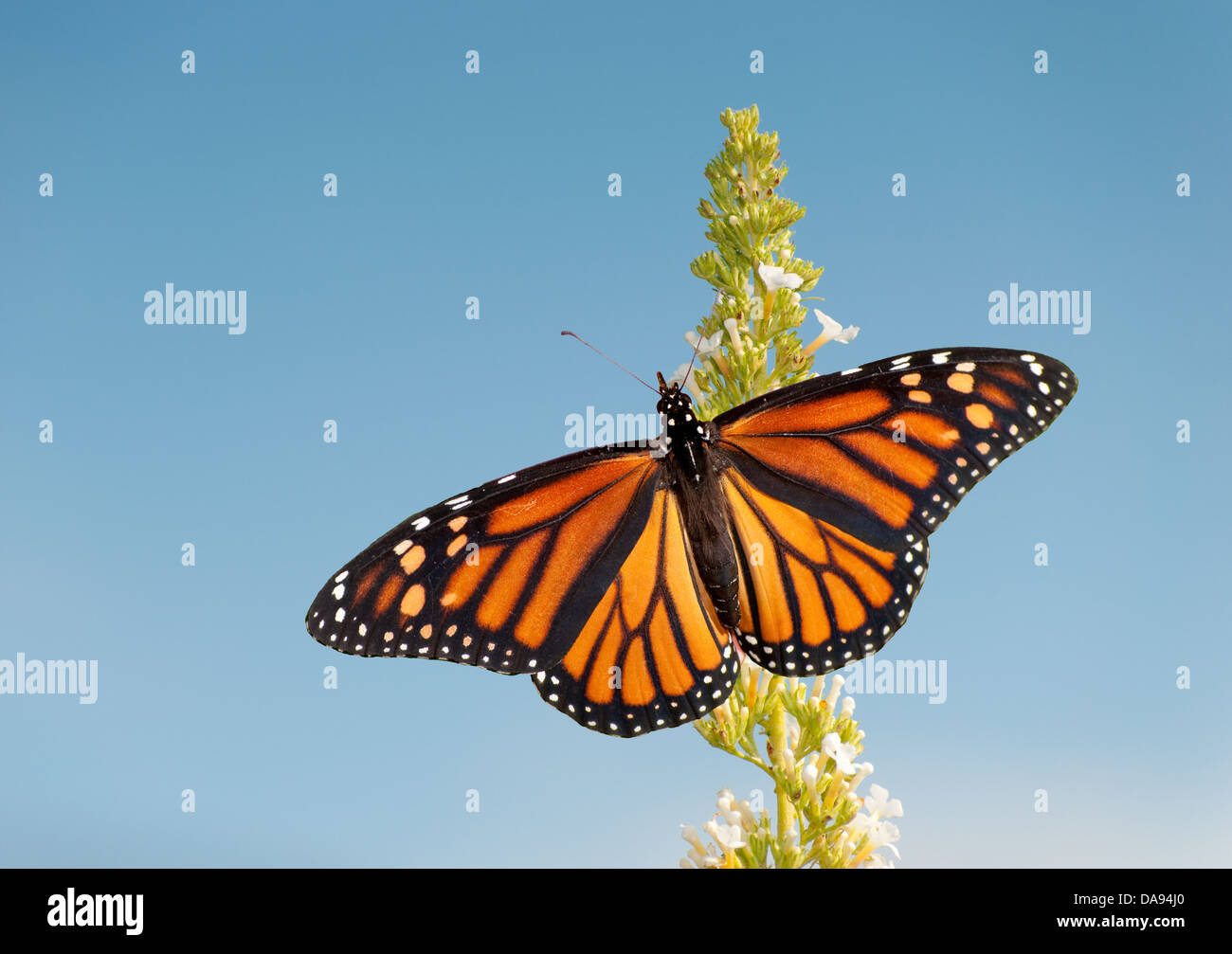 Femmina farfalla monarca avanzamento sul fiore bianco cluster di una farfalla bush, contro il cielo blu Foto Stock