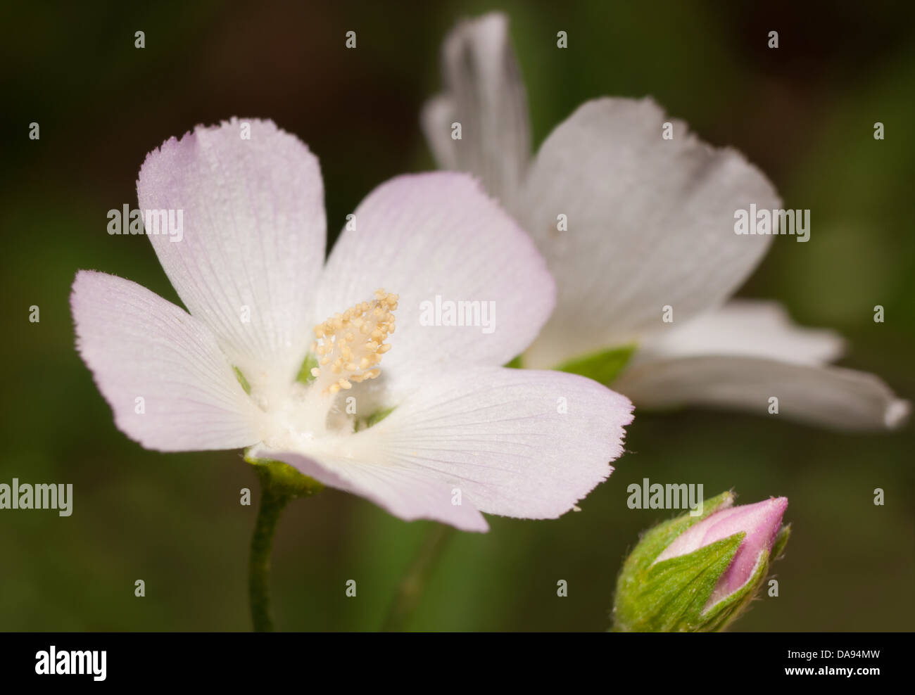 Papavero rosa malva, Callirhoe alcaeoides fiore che sboccia in estate Foto Stock