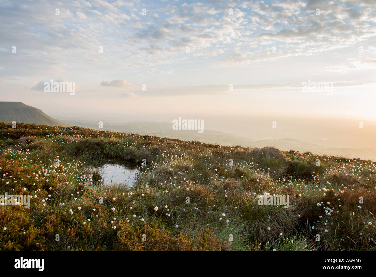 Erba di cotone su una montagna Foto Stock