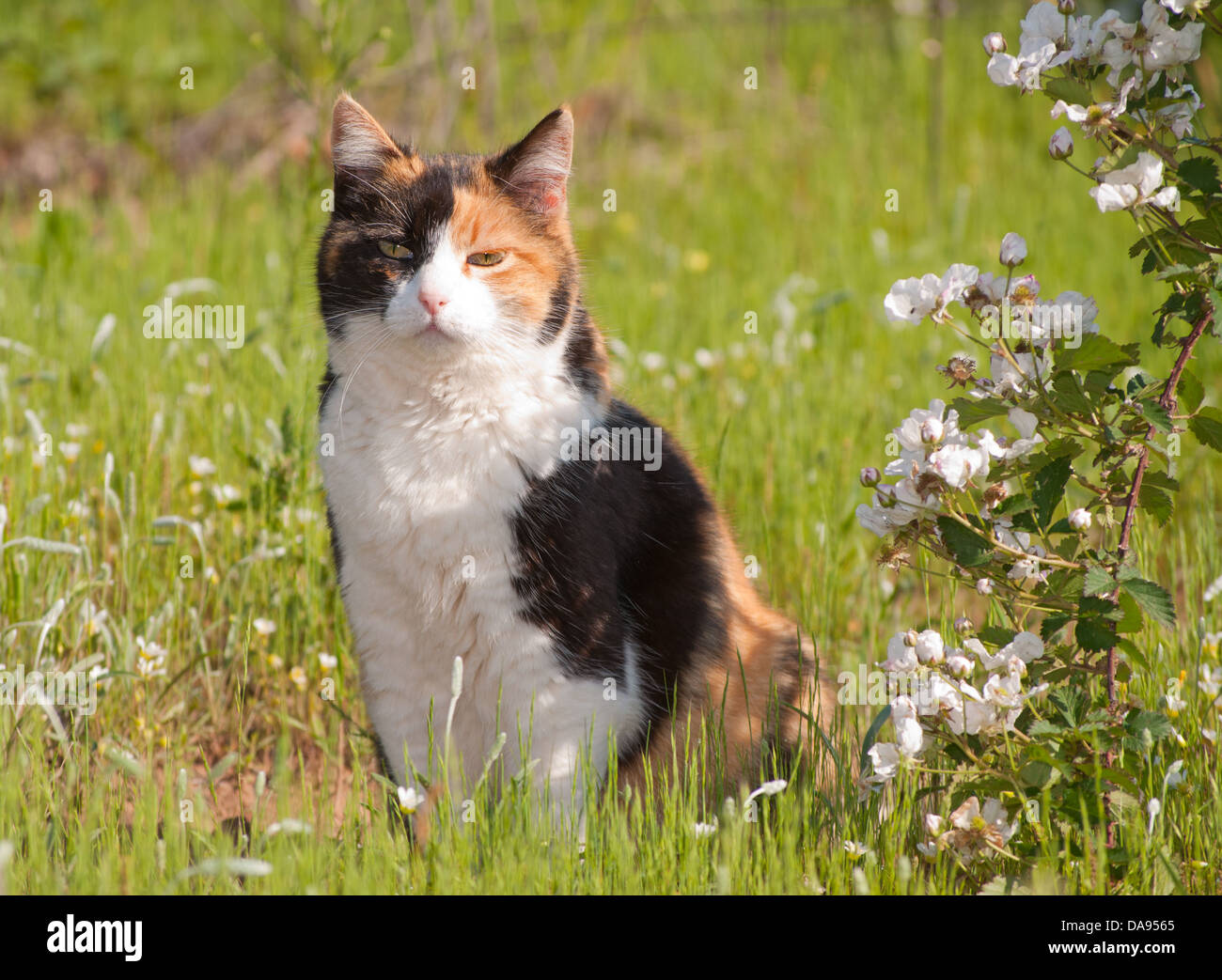 Bella gatta calico seduto in erba accanto a more selvatiche in piena fioritura Foto Stock