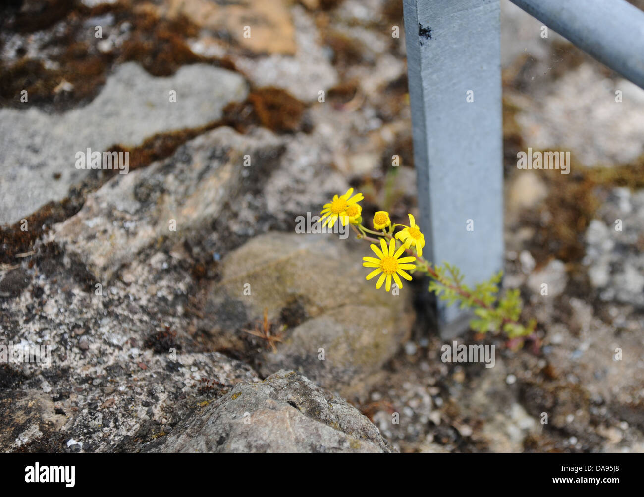 L'erbaccia giallo, comune erba tossica, crescente al di fuori di un muro. Foto Stock