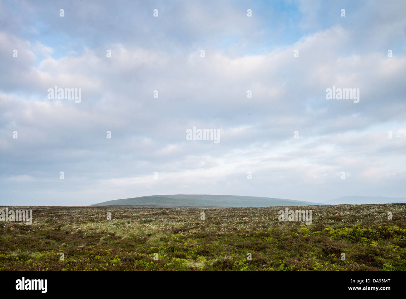 Erba di cotone a copertura di un paesaggio di montagna Foto Stock