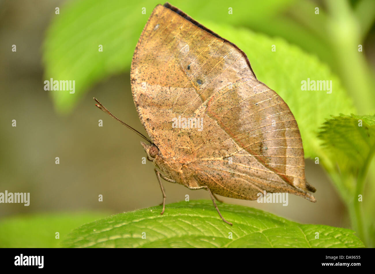 Una foglia butterfly, camuffati da guardare come una foglia morta nella forma e nel colore, poggia su una foglia Foto Stock