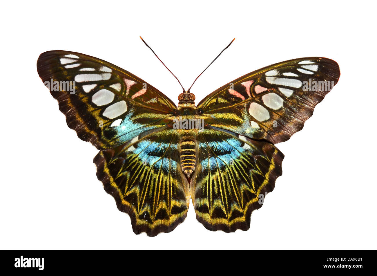 Il Clipper butterfly dal sud est asiatico con la sua iridescenza blu marcature. Isolati contro uno sfondo bianco Foto Stock