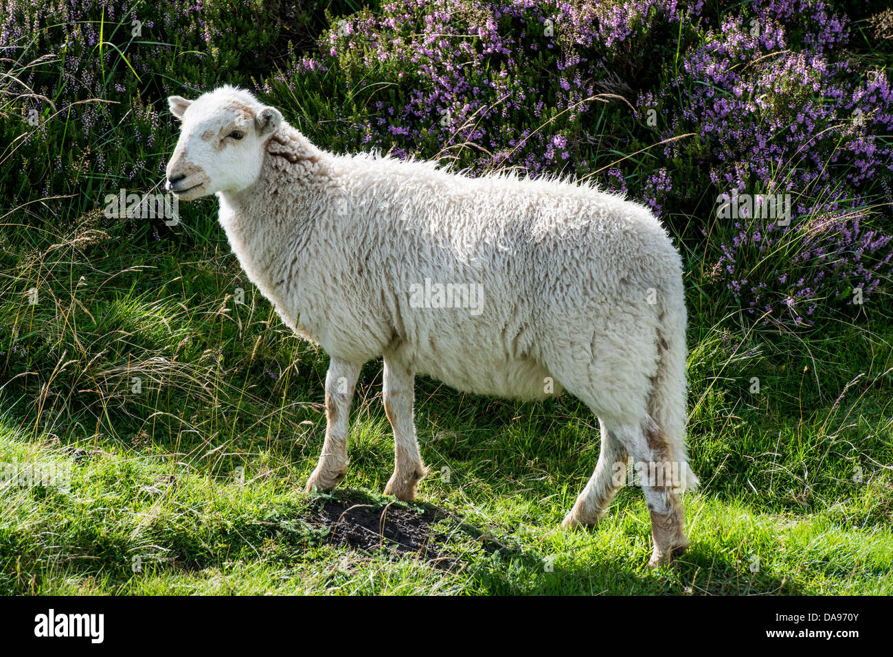Pecora in piedi di fronte viola heather Foto Stock