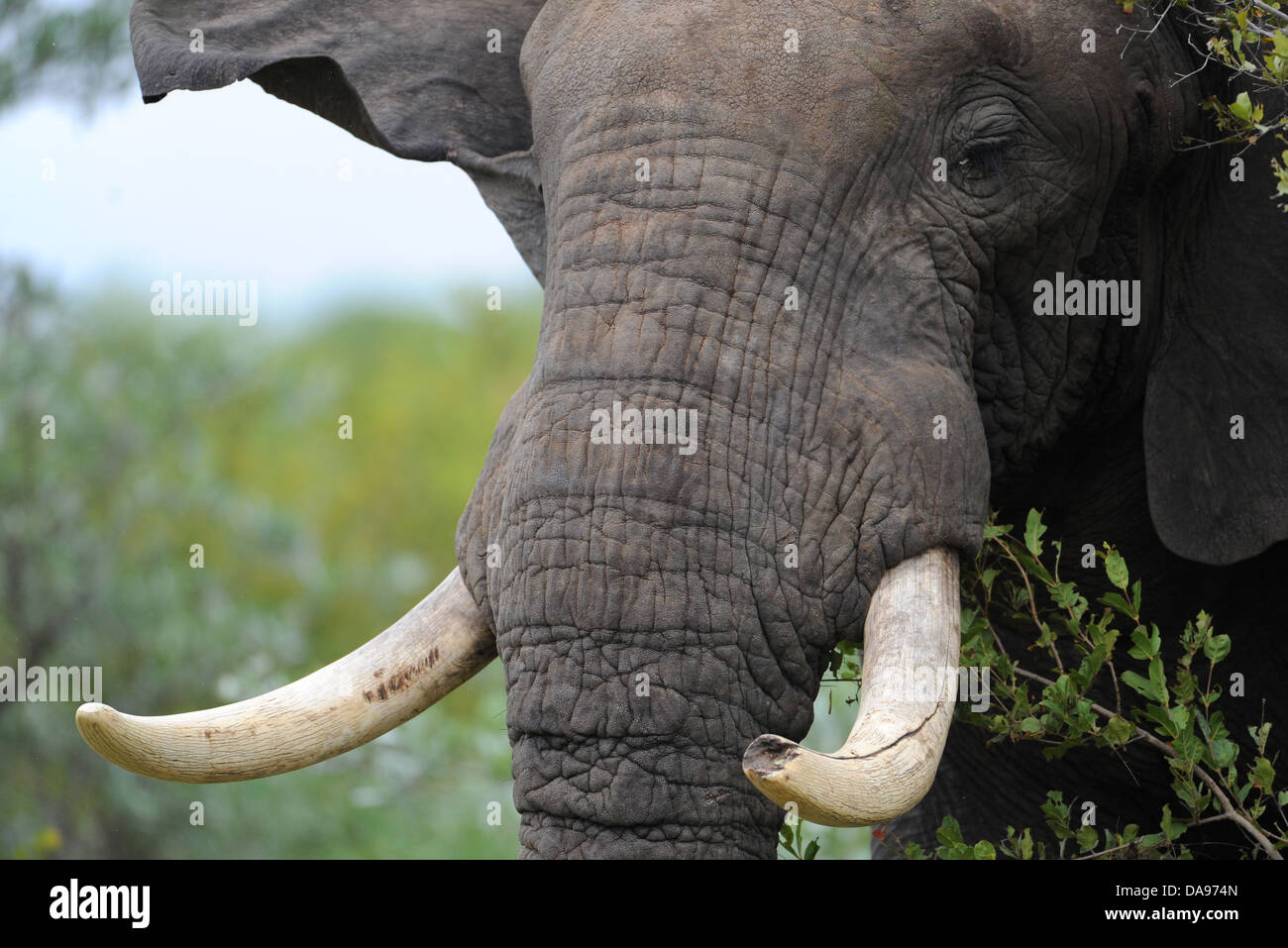 Elefante africano bull scuotendo la testa. Foto Stock