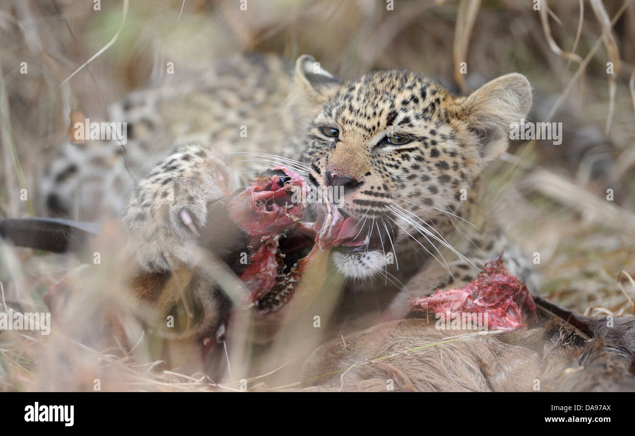 Giovani leopard mangiare a nyala kill nella macchia fitta. Foto Stock