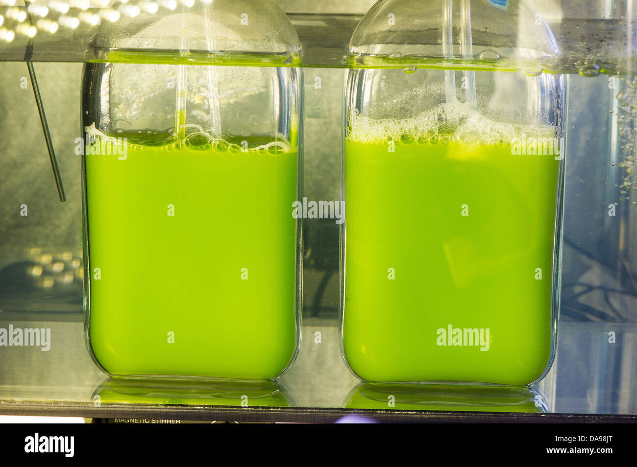 Un ceppo di clorella di alghe cresce in una tenda reattore sviluppato per uso come un combustibile rinnovabile a livello nazionale Energie Rinnovabili Laboratorio Aprile 26, 2013 in Golden, CO. Foto Stock