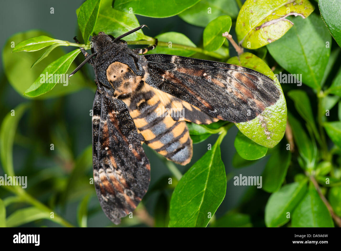 Un adulto della morte Hawkmoth testa Foto Stock