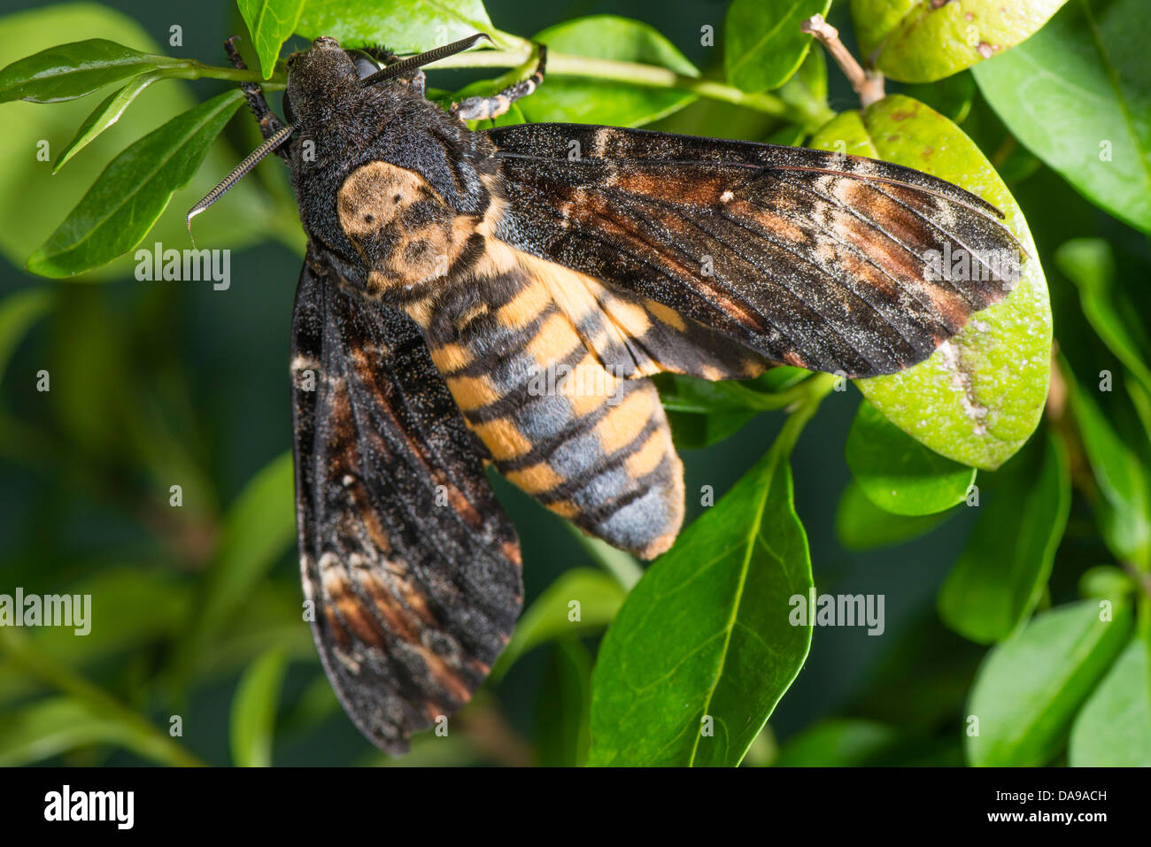 Un adulto della morte Hawkmoth testa Foto Stock