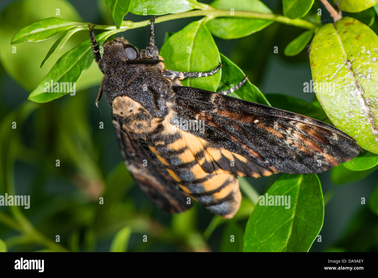 Un adulto della morte Hawkmoth testa Foto Stock